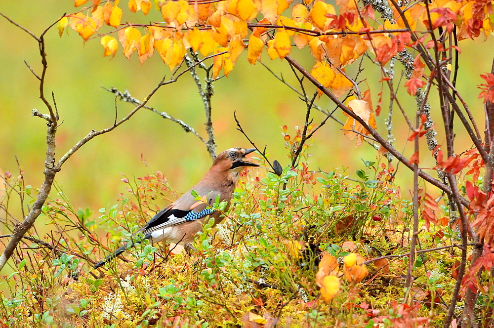 Eurasian Jay in the bushes in the autumn, Finland 