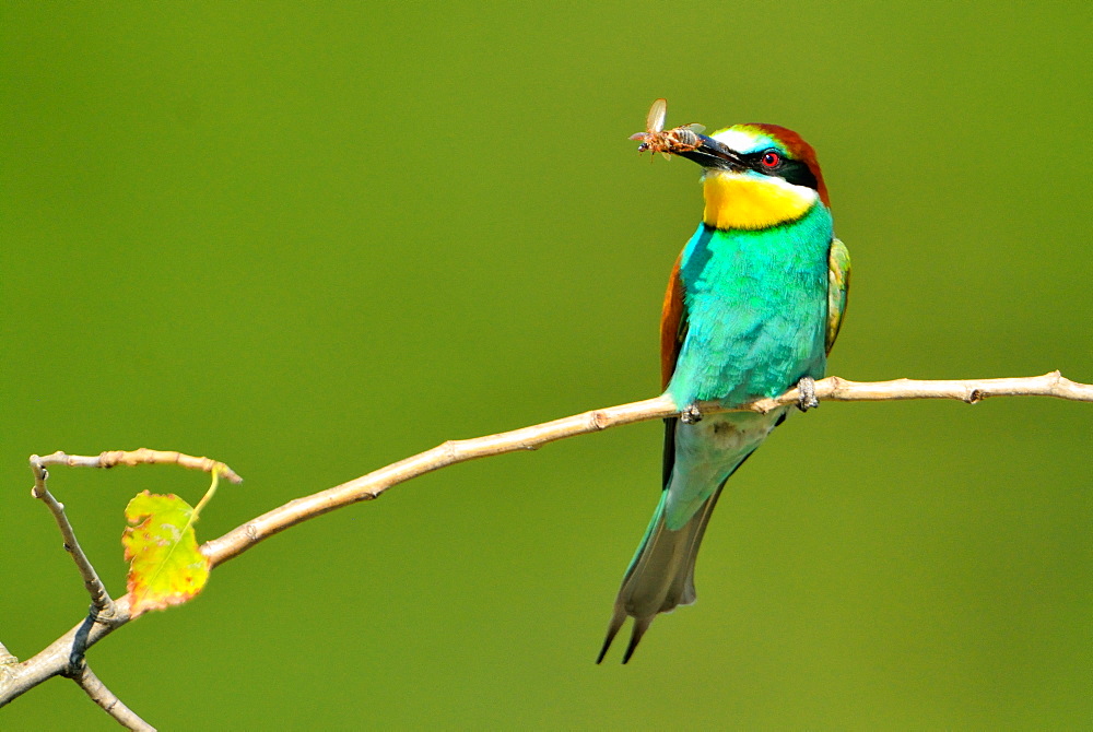 European bee-eater with prey on branch -Loire Valley France 