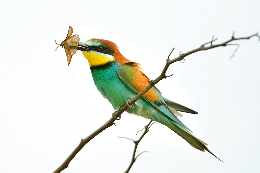 European bee-eater with prey on branch -Loire Valley France 