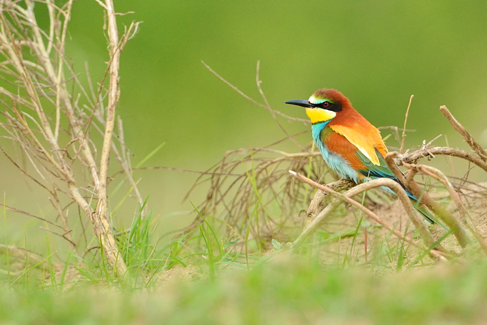 European bee-eater on a branch, Loire Valley France 