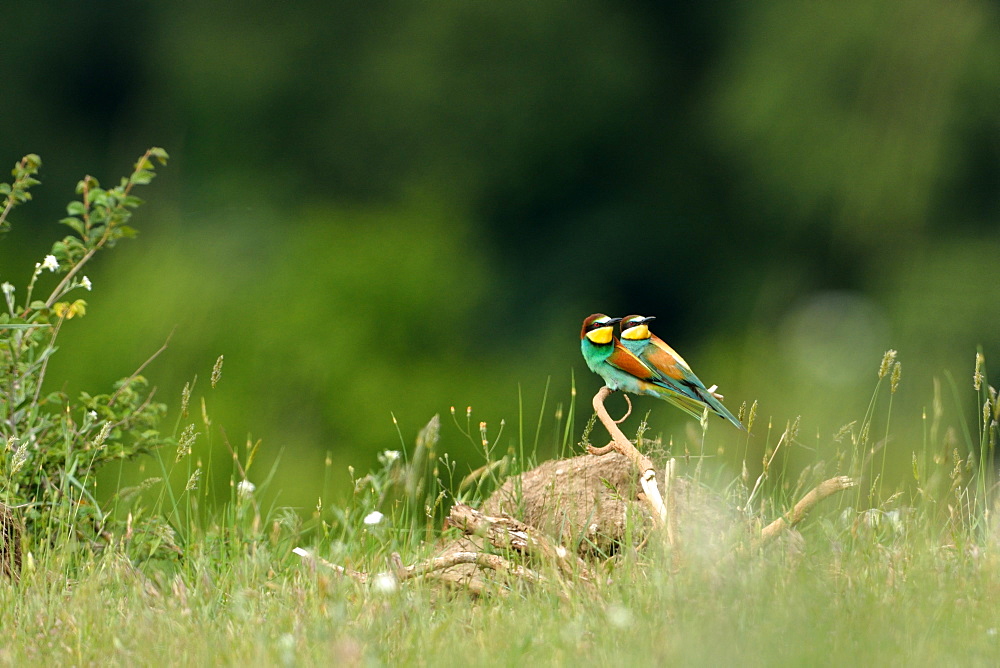 European bee-eaters on a branch, Loire Valley France 