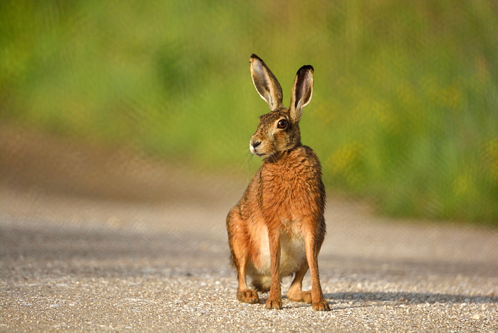 Brown Hare on a path, Loire Valley France 