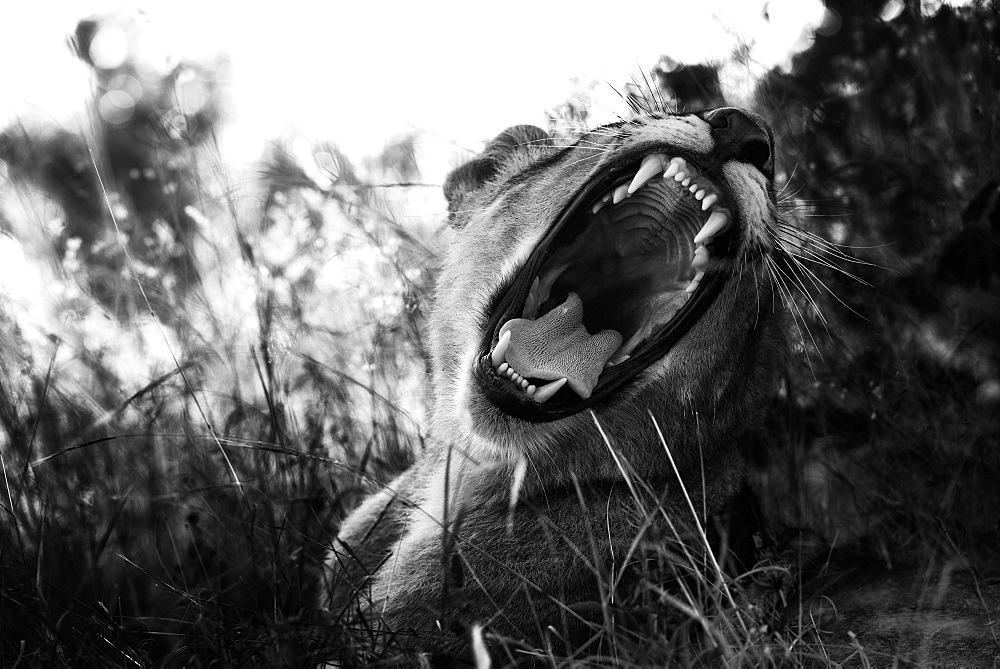 Portrait of Lion male open mouth, Botswana 