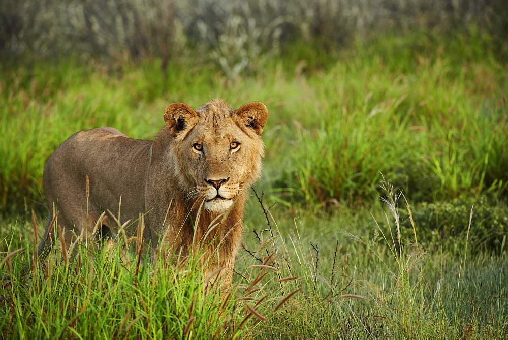 Sub adult male lion in the tall grass, Kalahari Botswana