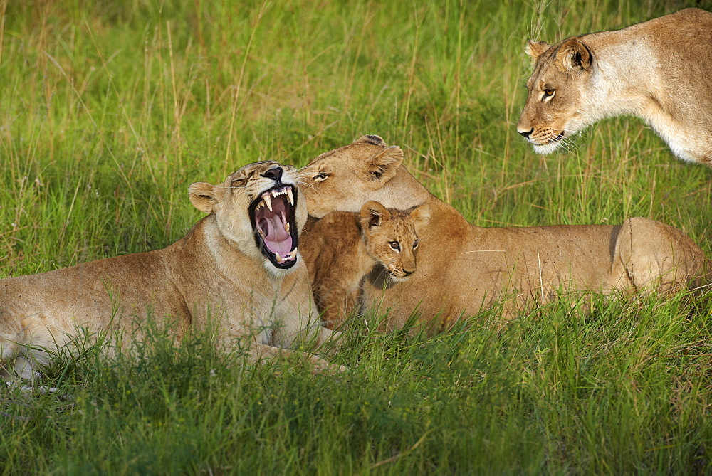 Lioness and cub lying in the grass, Botswana Okavango 