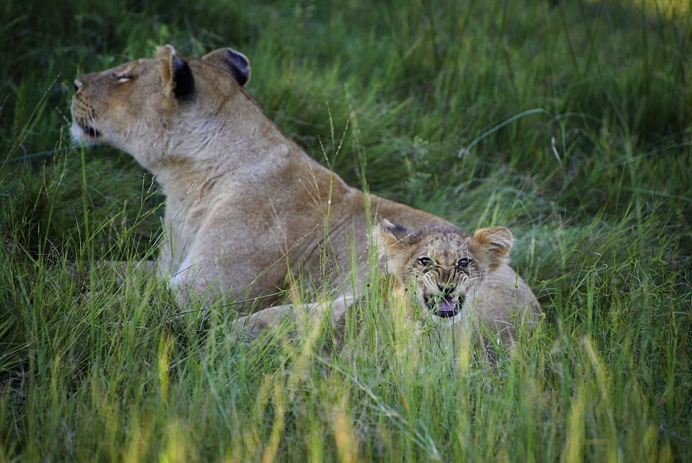 Lioness sniffing the air and cub in grass-Botswana Okavango 