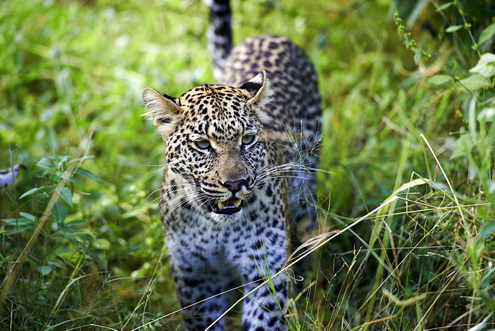 Leopard in the tall grass, Okavango Botswana 