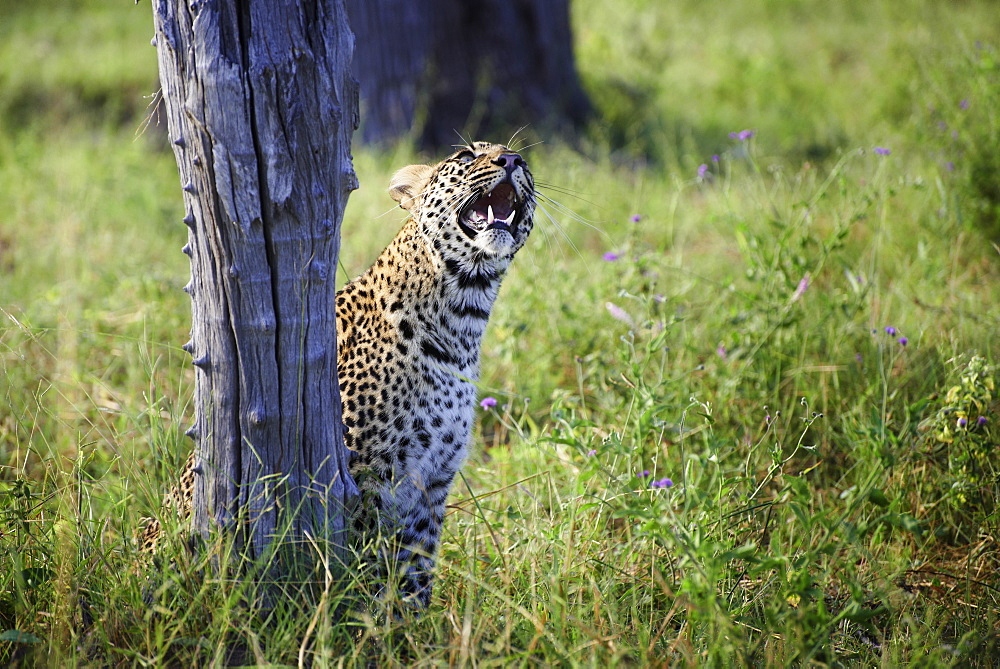 Leopard observing Guinea fowl on tree, Botswana Okavango 