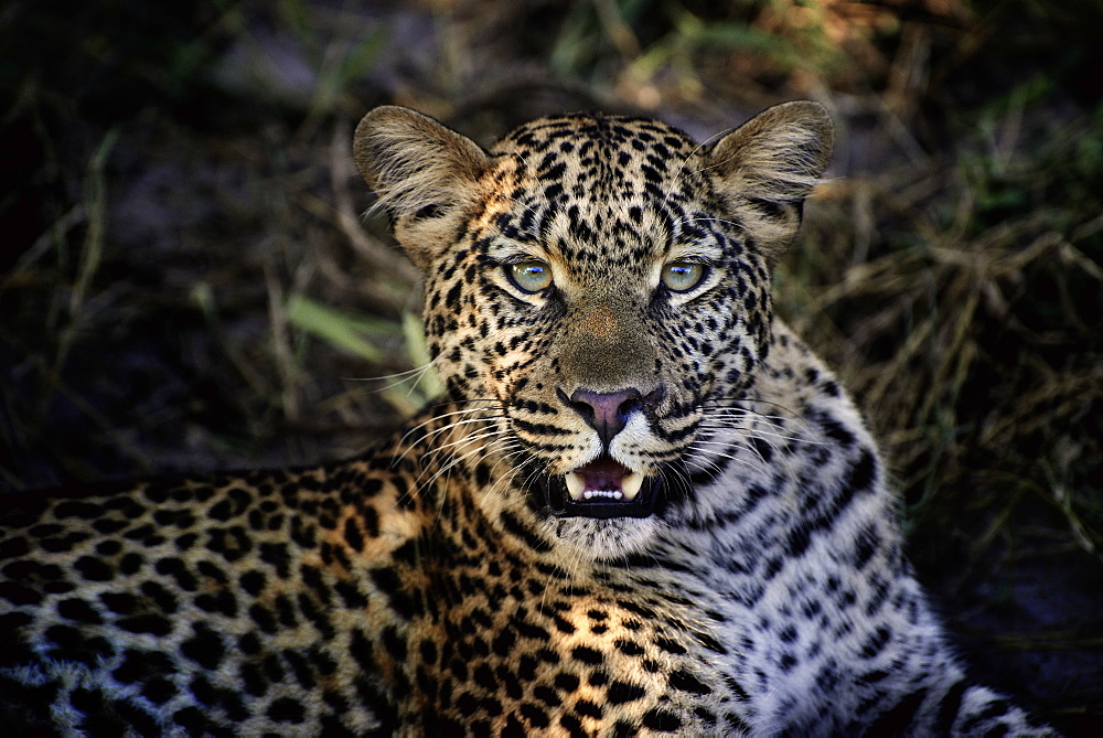 Portrait of female Leopard, Botswana Okavango