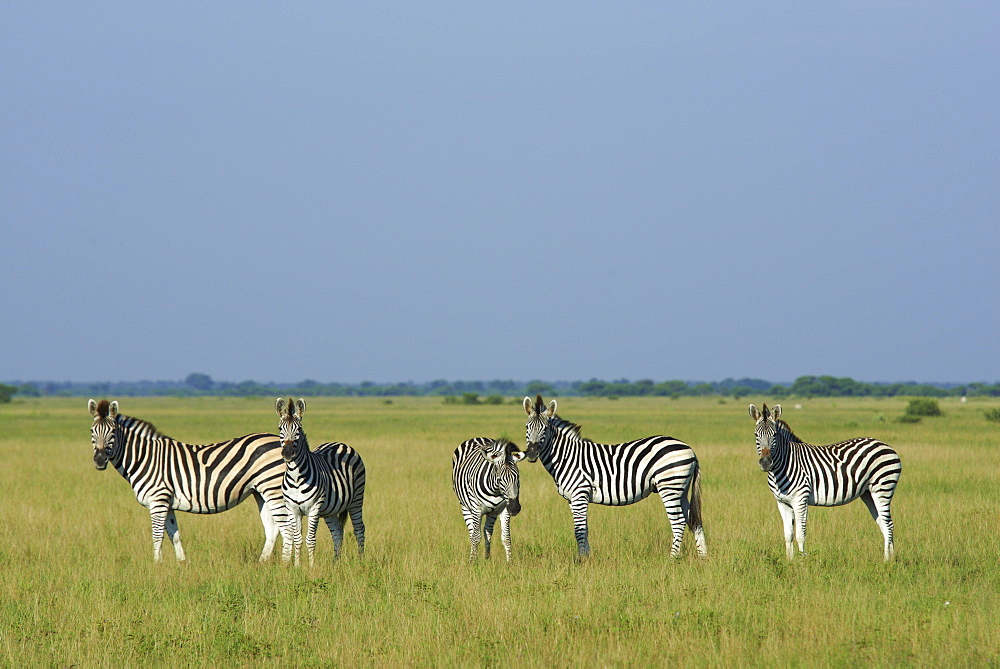 Burchell's zebras, Kalahari Botswana 