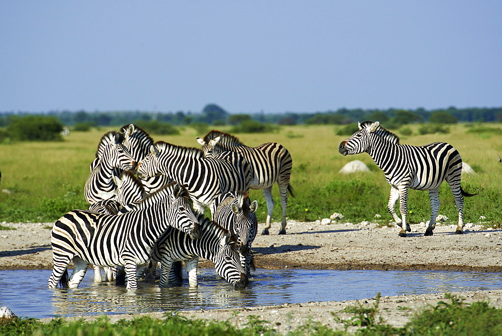 Burchell's zebras, Kalahari Botswana 