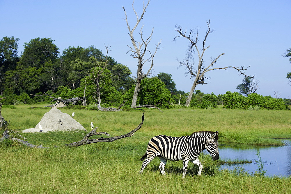 Burchell's zebra at the watering, Botswana 