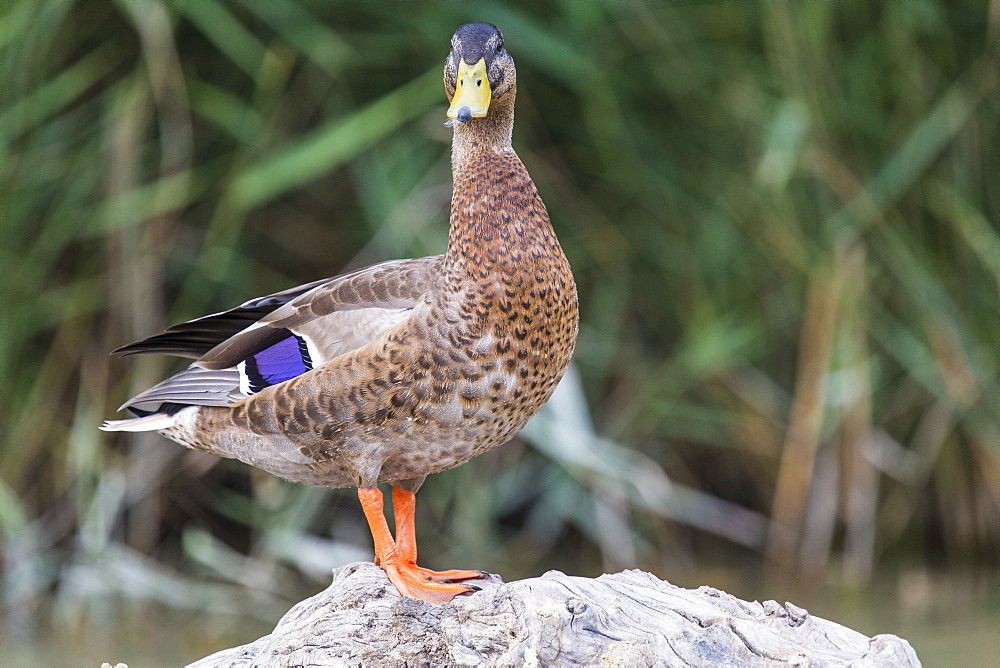 Mallard Duck on the bank, Camargue France