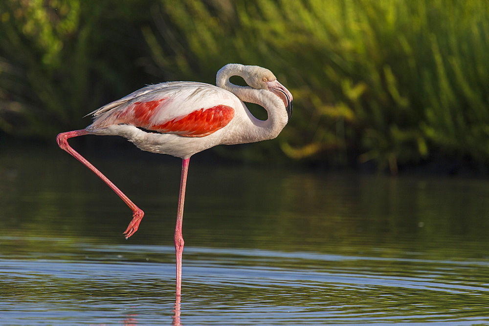 Rosy Greater Flamingos walking in water, Camargue France