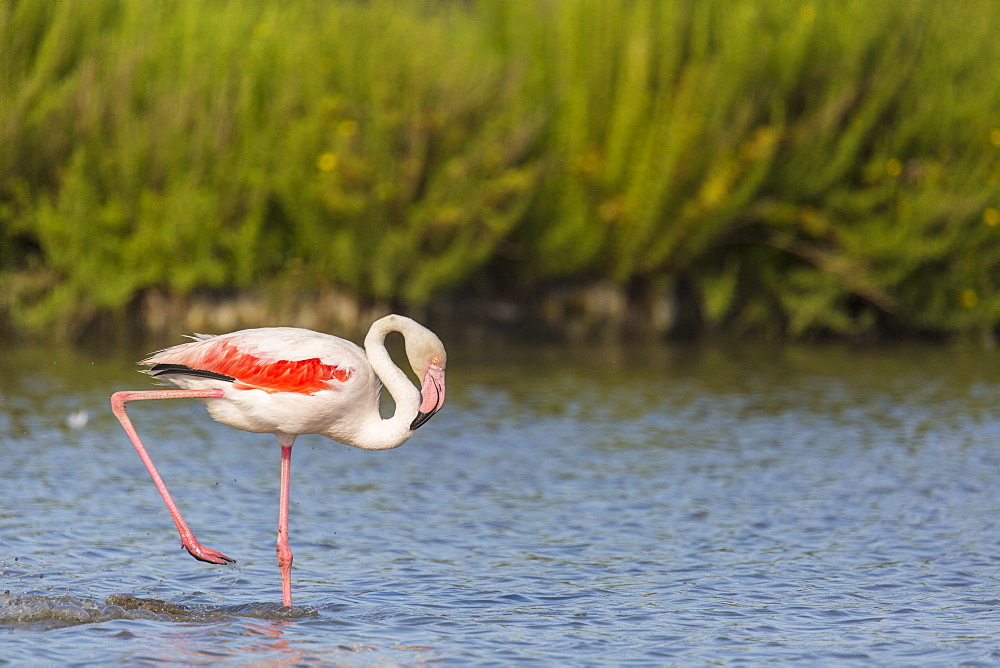 Rosy Greater Flamingos walking in water, Camargue France