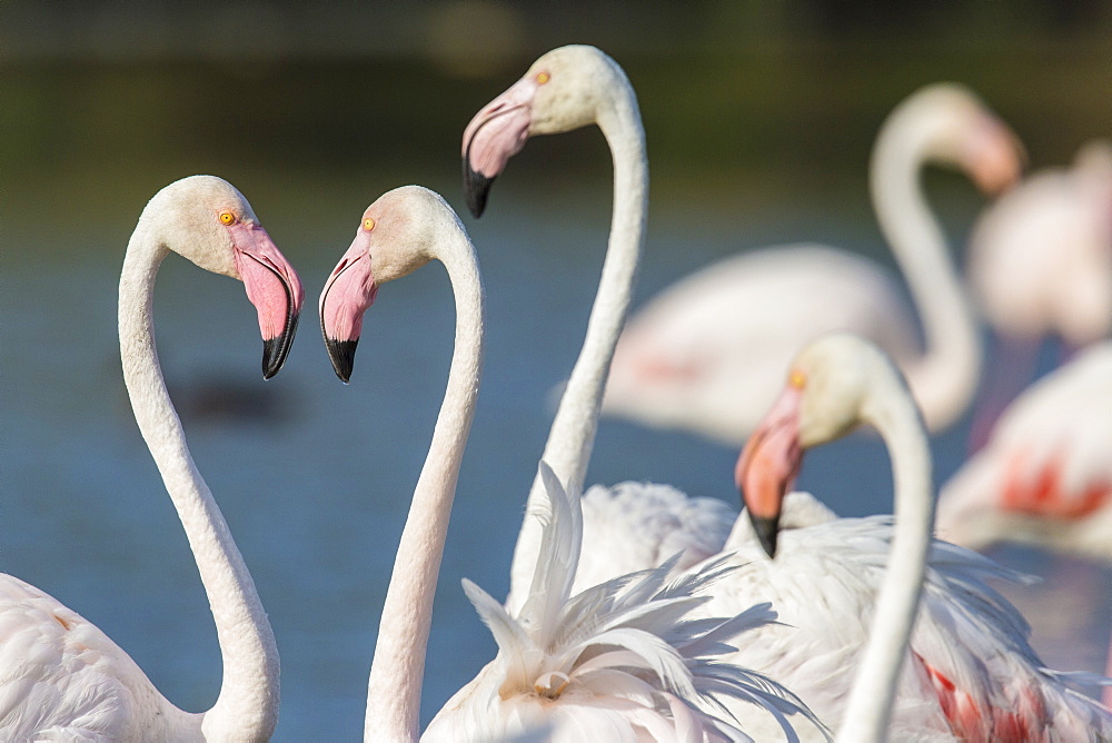 Rosy Greater Flamingos in water, Camargue France