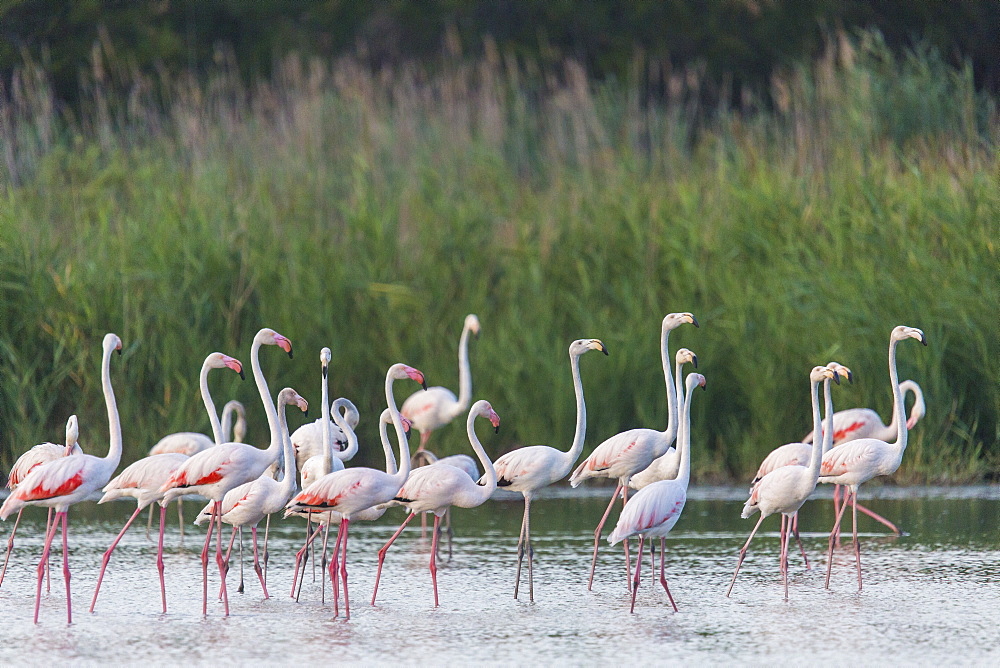 Rosy Greater Flamingos in water, Camargue France