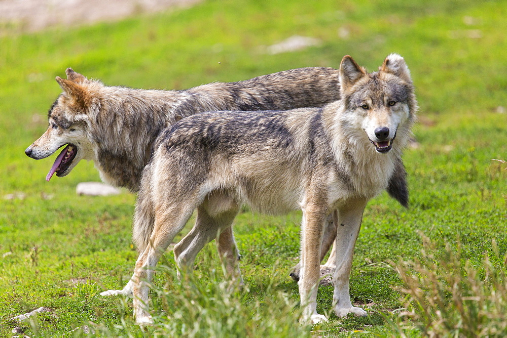 Eurasian Tundra Wolves, Wolf Park of Gevaudan France 