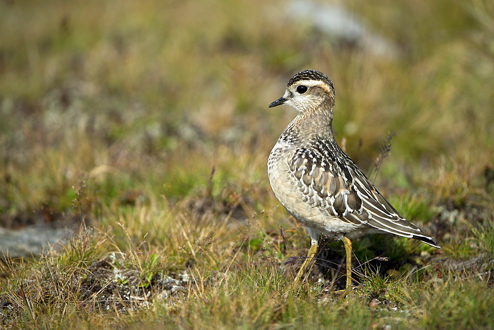 Dotterel ground in migration, Alps Valais Switzerland 