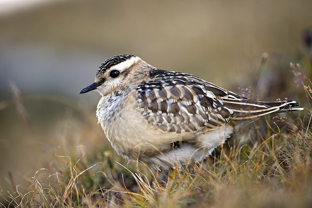 Dotterel ground in migration, Alps Valais Switzerland 