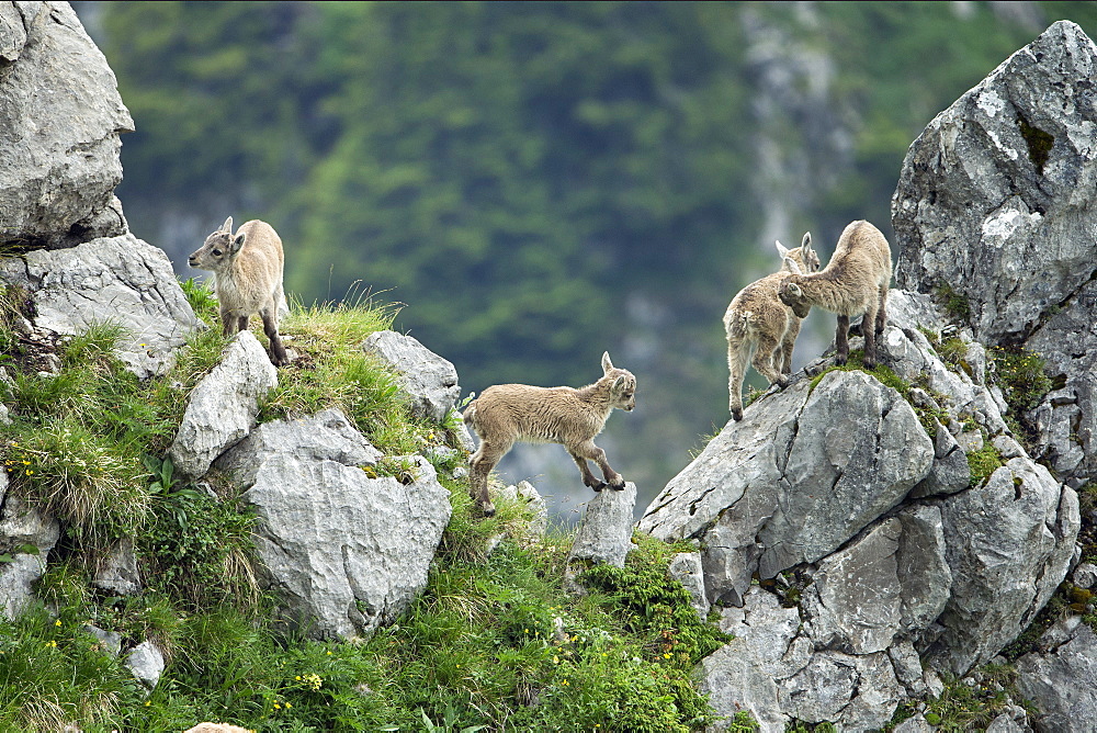 Alpine Ibex young on rock, Alps Valais Switzerland 