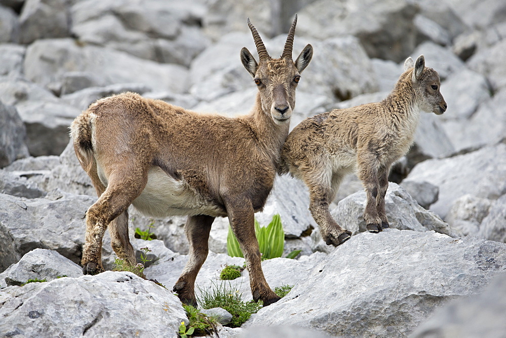 Alpine Ibex female and young, Alps Valais Switzerland 