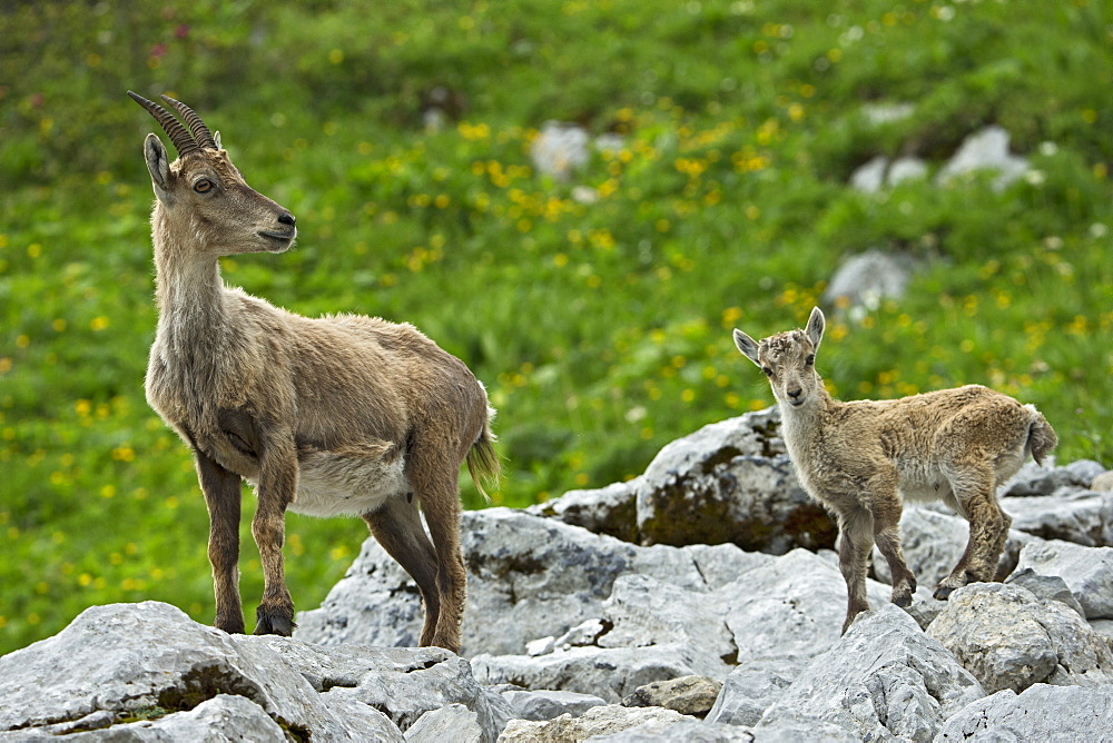 Alpine Ibex female and young, Alps Valais Switzerland 