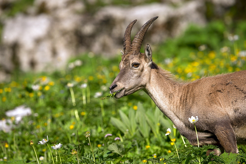 Alpine Ibex female eating, Alps Valais Switzerland 