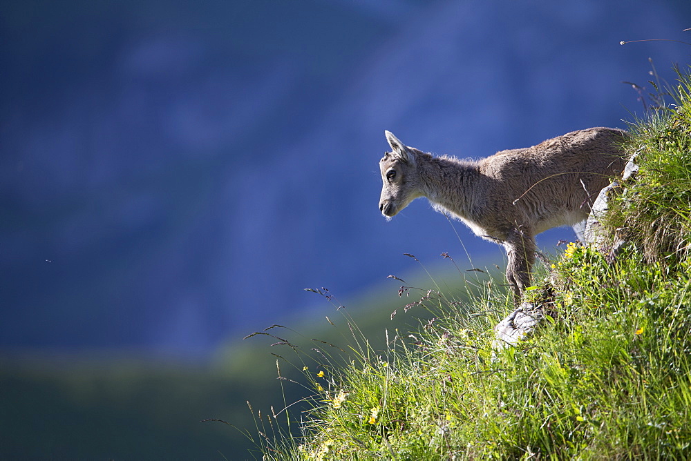 Alpine Ibex young on rock, Alps Valais Switzerland 