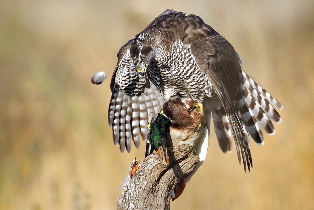 Goshawk female on dead mallard, Midlands UK 