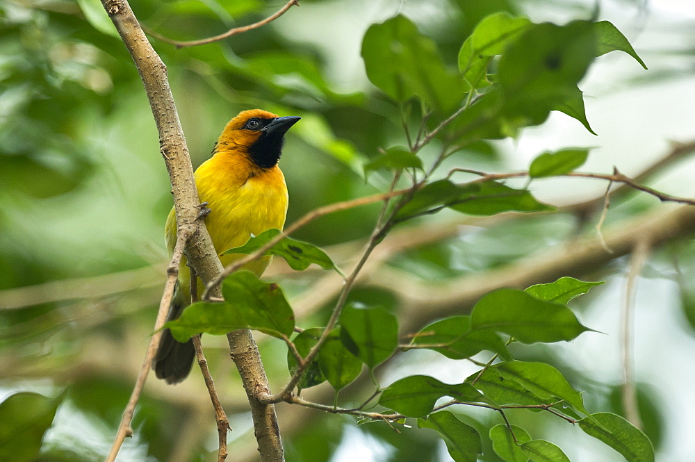 Black-necked weaver on a branch