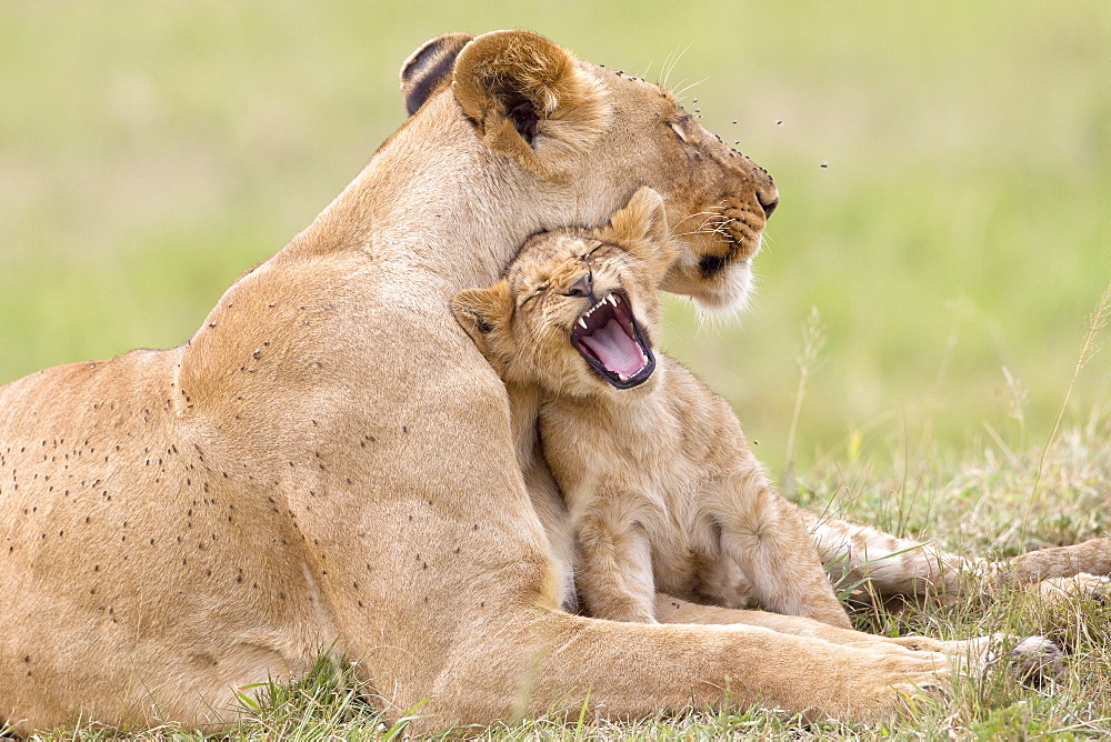 Lioness and cub lying in the grass, Masai Mara Kenya