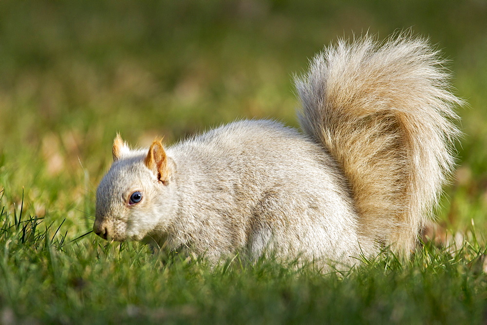 Grey squirrel is the white phase, Quebec Canada