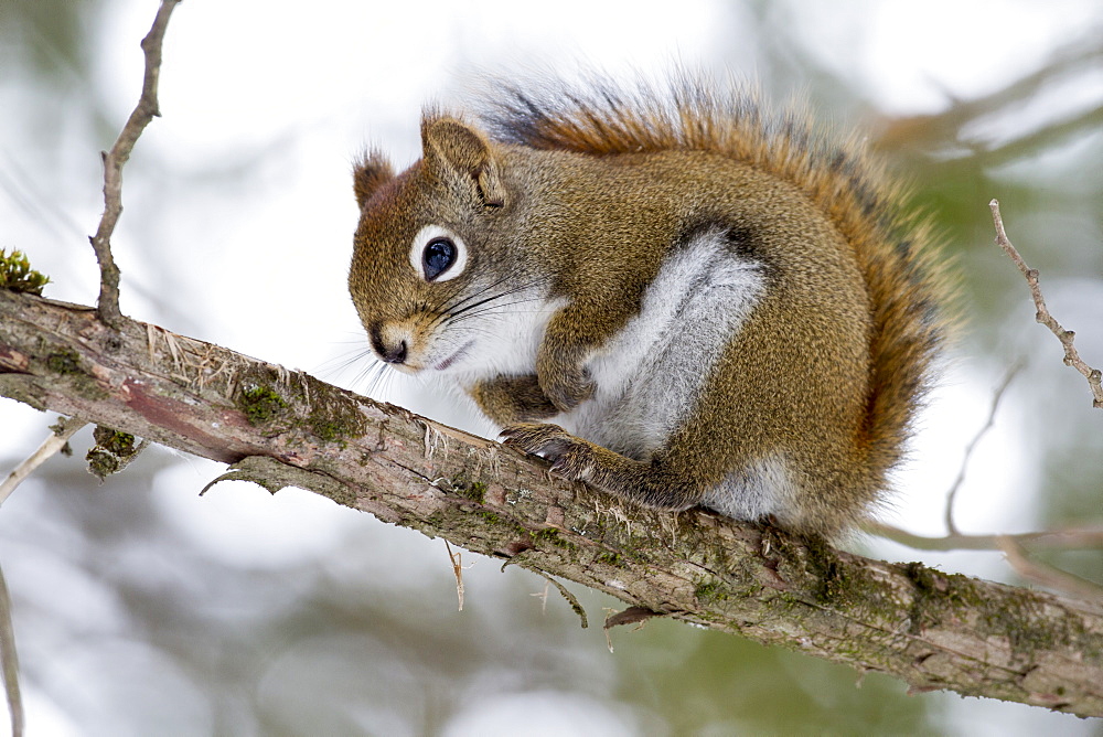 American Red Squirrel on a branch in winter, Quebec Canada