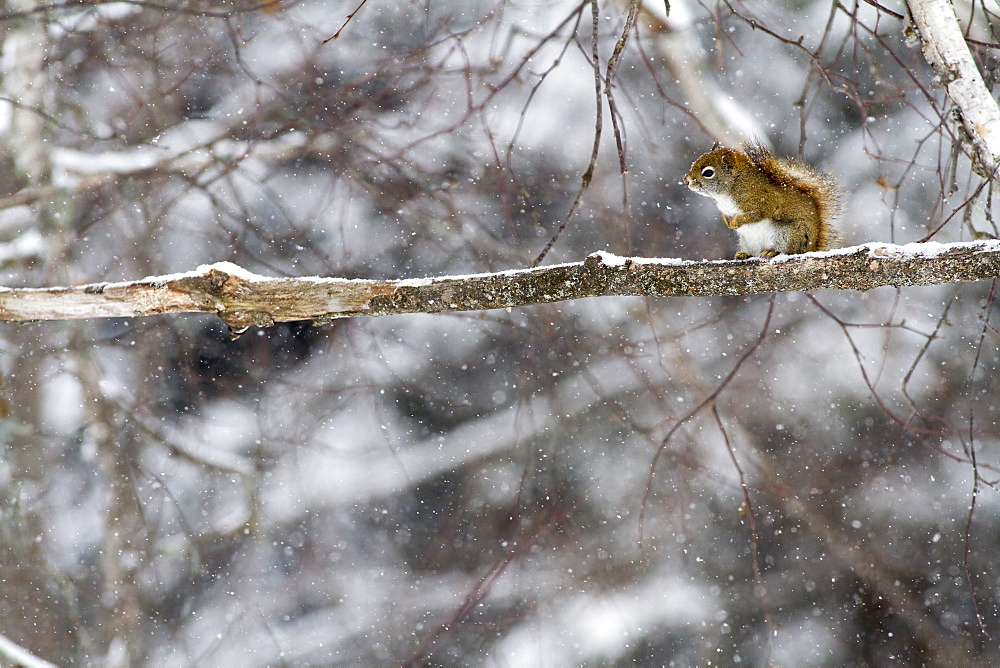 American Red Squirrel on a branch in winter, Quebec Canada