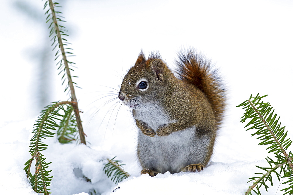 American Red Squirrel on snow in winter, Quebec Canada