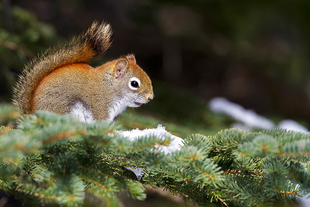 American Red Squirrel on a branch in winter, Quebec Canada