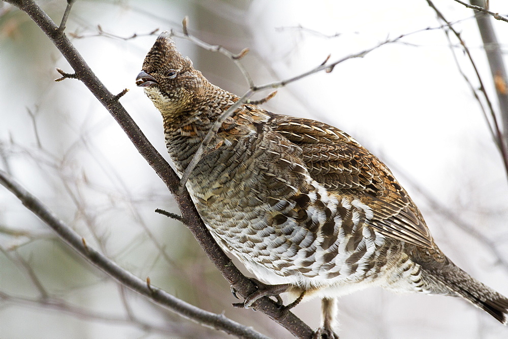 Ruffed grouse eating a bud, Quebec Canada 