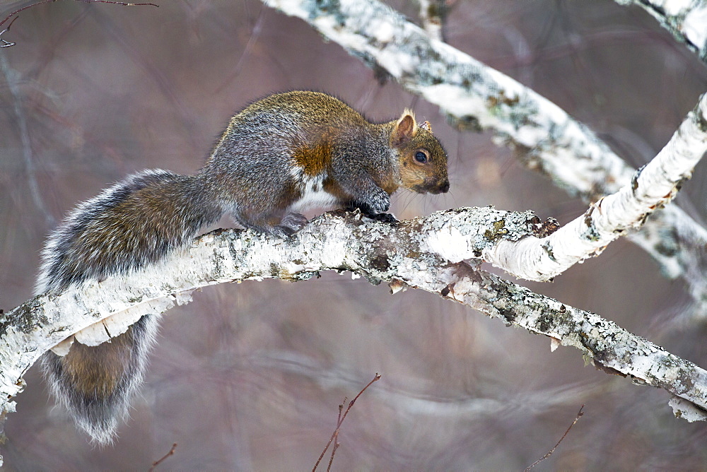 Eastern Grey squirrel on a branch, Quebec Canada