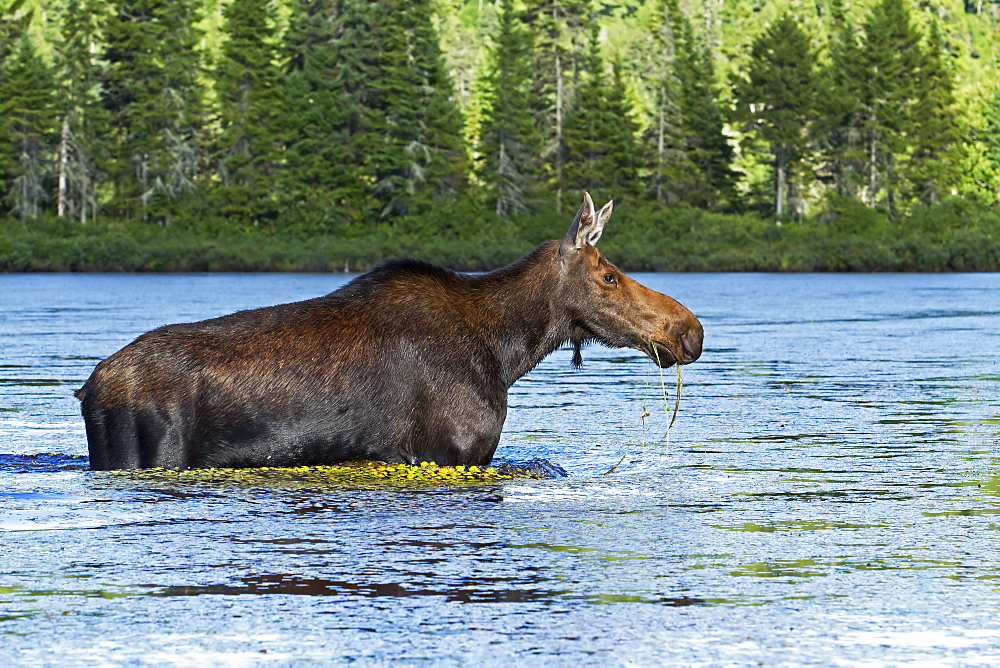 Moose crossing a lake, Mauricie NPQuebec Canada 