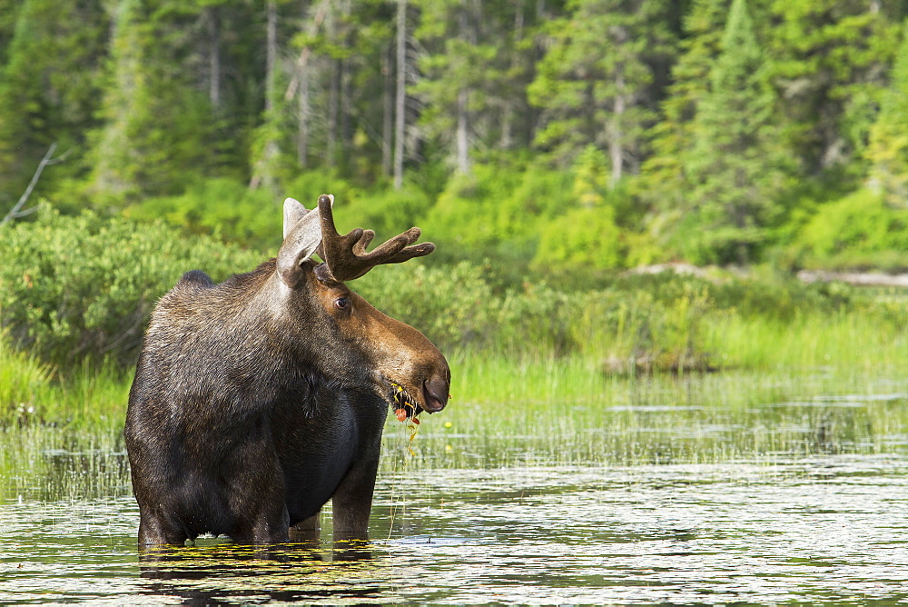 Moose eating in a lake, Mauricie NPQuebec Canada 