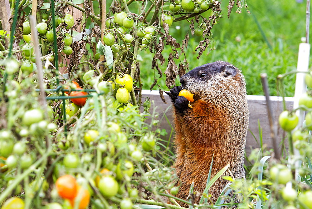 Woodchuck eating in kitchen garden, Quebec Canada