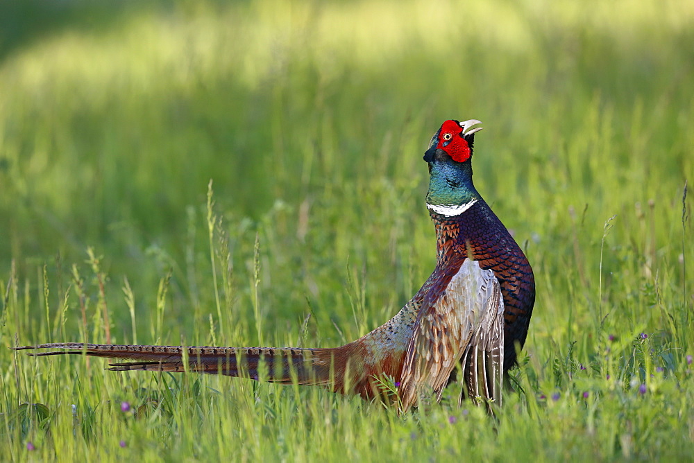 Ring-necked Pheasant in grass, France Dombes 