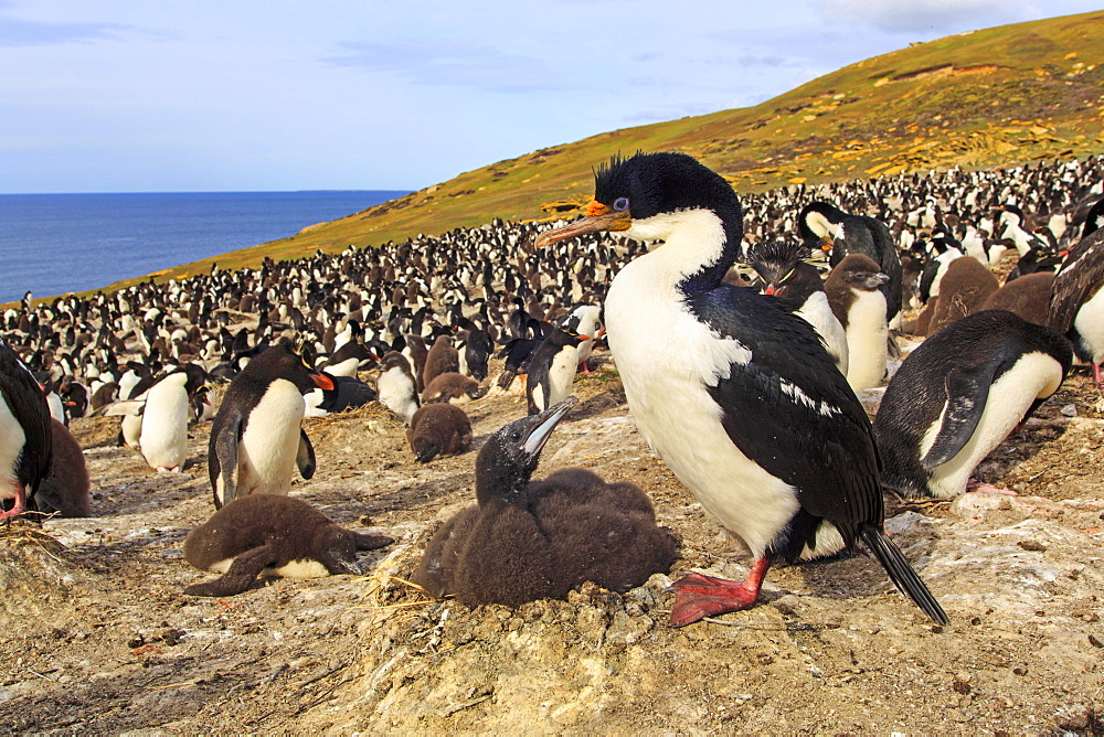 King Shag and chick at nest, Falkland Islands 