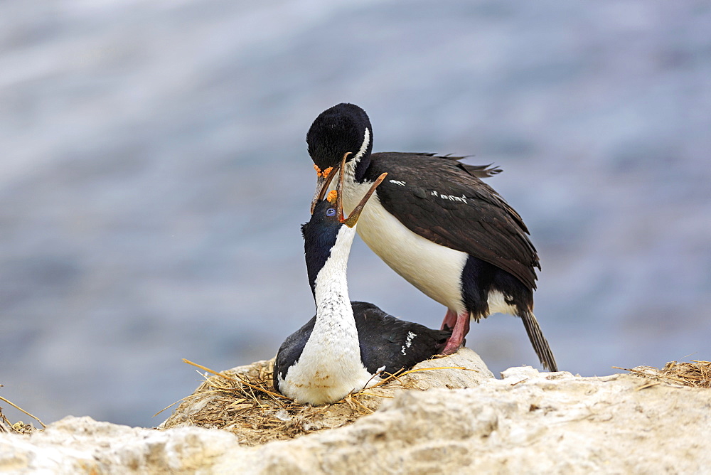 King Shags at nest, Falkland Islands 