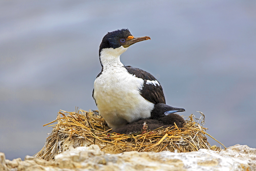 King Shag and chick at nest, Falkland Islands 