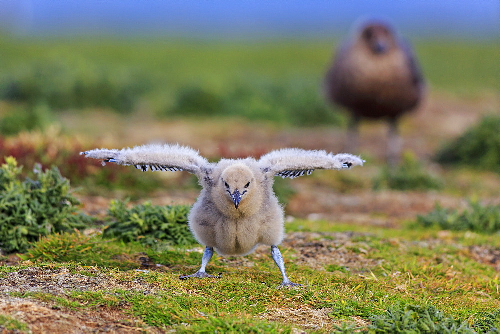 Southern skua and chick on ground, Falkland Islands