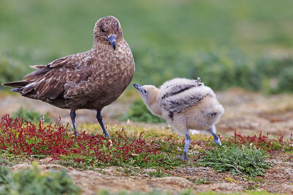 Southern skua and chick on ground, Falkland Islands