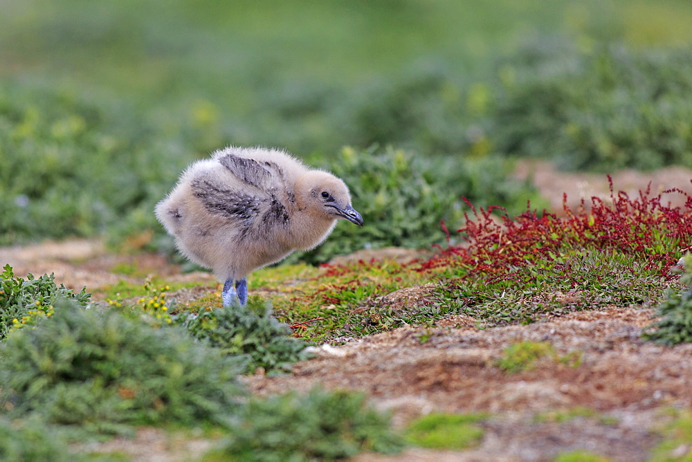 Southern skua chick on ground, Falkland Islands