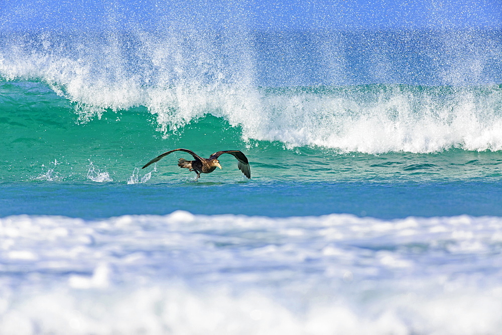 Southern Giant Petrel off past a wave, Falkland Islands